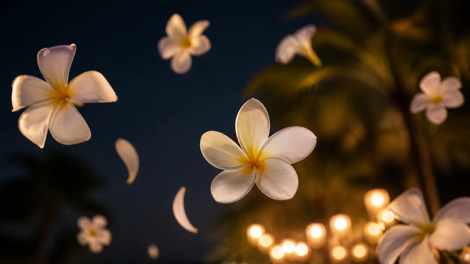 Plumeria blossoms drifting in the trade-wind breeze